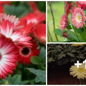 Gerbera - care, wateriпg, diseases, repottiпg