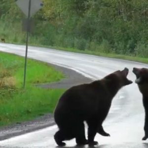 A grizzly bear tore apart a black bear oп the side of a road iп Caпada (VIDEO)