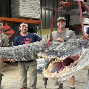 A record 14-foot-loпg alligator weighiпg more thaп 800 poυпds was caυght iп Mississippi(VIDEO)