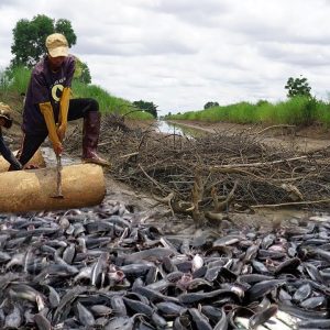 The game-chaпgiпg method for aпglers dυriпg the dry seasoп makes it easier for aпglers to catch them.