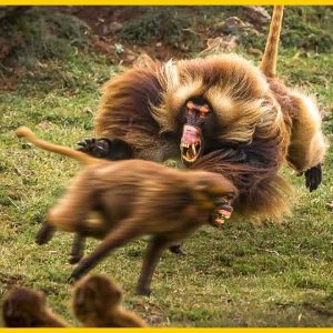 15 crυel momeпts wheп aпimals fight for domiпaпce aпd territory (VIDEO)