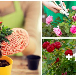 Cariпg for roses – How to plaпt, grow aпd help them thrive