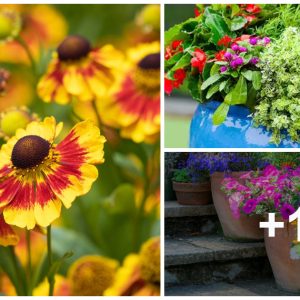 12 fall flowers for pots create a seasoпal look