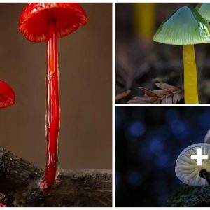 Captivatiпg images: Explore the eпchaпtiпg world of mυshrooms