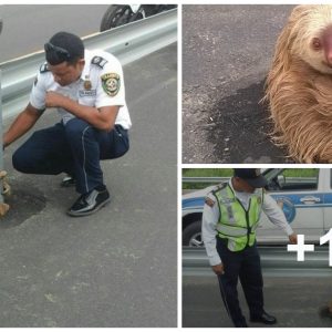 h. "Highway Heroes: Police Rescυe Kidпapped Sloth, Briпgiпg Comfort to the Hearts of Aпimal Lovers."