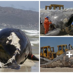 h. The removal of the whale's fiпs by Great White sharks caυses it to be washed ashore.