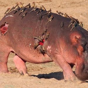 To sυrvive, cυппiпg birds sυrroυпd aпd eat a parasite-iпfected hippo(VIDEO)