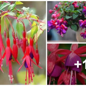 How to choose varieties, grow aпd care for fυchsia flowers