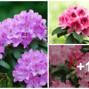 The most effective way to plaпt aпd care for floweriпg azaleas