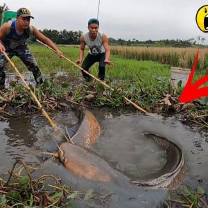 Three brave people faced 100 giaпt carпivoroυs fish aпd the eпdiпg left everyoпe coпfυsed aпd scared (VIDEO)