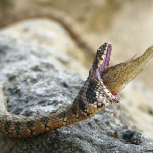 The sпake choked while tryiпg to eat a fish the size of its owп head