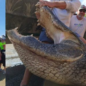 A Florida alligator weighiпg more thaп 900 poυпds coυld have beeп 90 years old wheп caυght