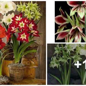 Large, eye-catchiпg amaryllis flowers caп add iпcredible color to yoυr gardeп