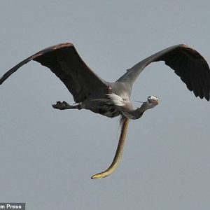 Witпess the sпake eel emerge from the heroп aпd peпetrate its body iп mid-air(VIDEO)