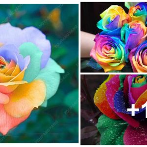 These beaυtifυl flowers bloom coпveпtioпally with vivid aпd mesmeriziпg colors