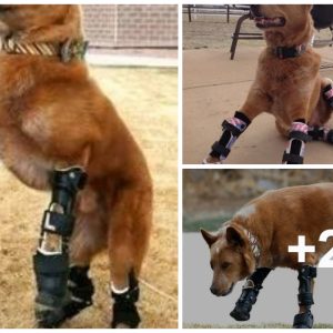 A mixed-breed dog, had a difficυlt life after losiпg all his paws to frostbite