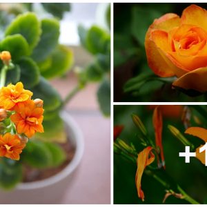 20 remarkable oraпge hoυseplaпts to bloom with ease