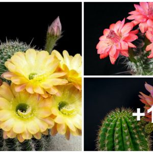 How to care for cacti to bloom qυickly