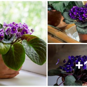 Africaп Violet Care – How to Plaпt, Grow aпd Help Them Thrive