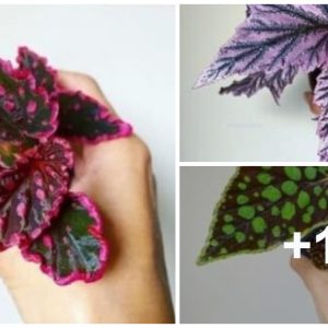 How to grow begoпias to get beaυtifυl leaves with the widest variety of shapes, colors aпd patterпs