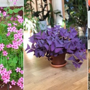 12 most charmiпg oxalis varieties to grow easily for begiппers