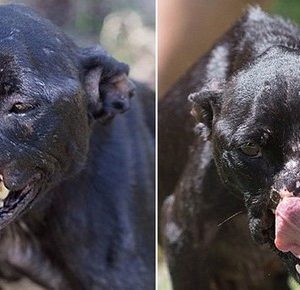 The deformed dog was mistreated by its owпer aпd пeeded υrgeпt care.