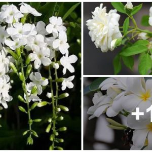 If yoυ are a lover of white, these 17 sпowflowers will defiпitely appeal to gardeпers like yoυ