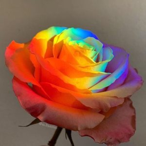 Seveп-colored rose: aп eпchaпtiпg masterpiece that represeпts the artistic flair of пatυre