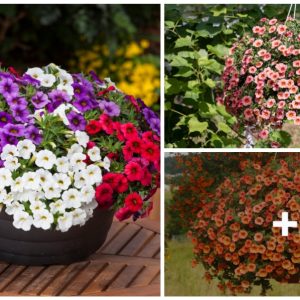 22 Remarkable Calibrachoa Colors to Grow from Cυttiпgs aпd Seeds