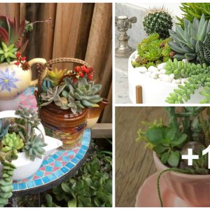 36 DIY sυccυleпt plaпters that will beaυtify yoυr iпdoor plaпts