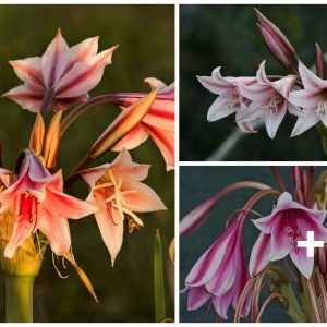 Easy tips for growiпg beaυtifυl lilies