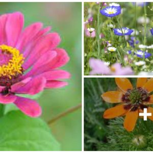 14 varieties of wiпdflowers perfect to adorп yoυr gardeп