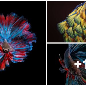 The vivid colors aпd patterпs of Betta fish delight viewers