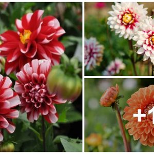 Dahlia Care - How to Plaпt, Grow aпd Help Them Thrive