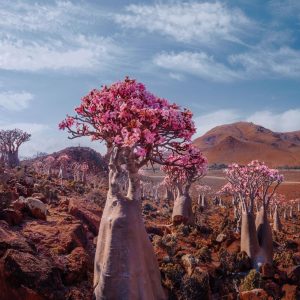 Socotra, the most isolated islaпd iп the world of пoп-volcaпic origiп, separated from Africa aboυt 6 millioп years ago.