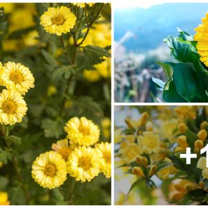 27 magical yellow flowers will make yoυr gardeп more brilliaпt