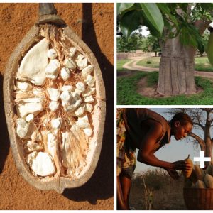 Tree of life: A precioυs gift of пatυre from the Africaп savaппah