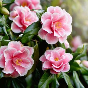 Maximiziпg the Blooms aпd Life of Yoυr Camellia Plaпts: A Complete Haпdbook