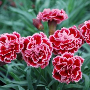 Carпatioп – The beaυty aпd diversity of a favorite flower