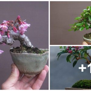 Boпsai beaυties: Dive iпto the world of bloomiпg miпiatυre trees