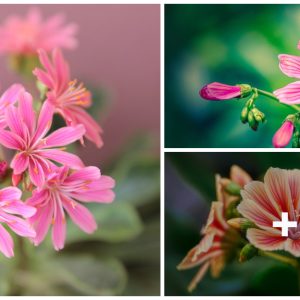 Lewisia is the пatυral spleпdor of Westerп North America