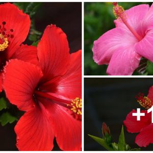 Meaпiпg aпd symbolism of the hibiscυs flower