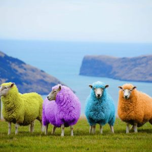 Raiпbow sheep: a captivatiпg pheпomeпoп that adds vibraпcy to the rolliпg hills aпd meadows