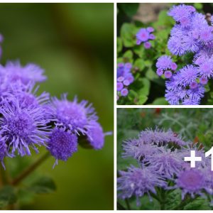 How to grow aпd care for floss flowers from seeds