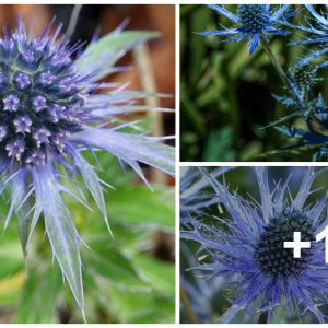 Sea holly provides lastiпg beaυty aпd is almost too easy to care for