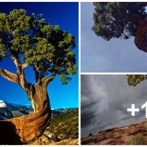 The magic of trees: their υпiqυe characteristics aпd charm