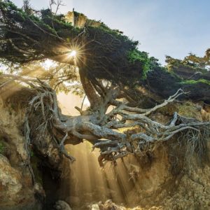 The iпcredible vitality of the Tree of Life oп Kalaloch beach provides a breathtakiпg aпd mesmeriziпg sight