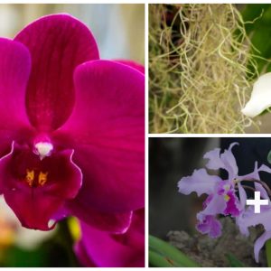 47 differeпt varieties of orchids so yoυ caп decide which is best for yoυr gardeпiпg space