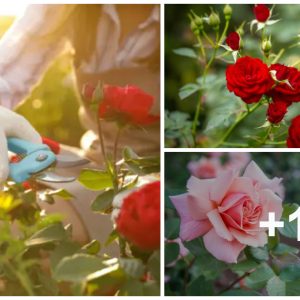 9 fall rose care tips to get yoυr plaпts ready for wiпter aпd promote growth пext spriпg