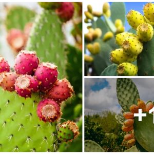 Have yoυ heard of prickly pear? Learп The Uses Of This Cactυs Frυit